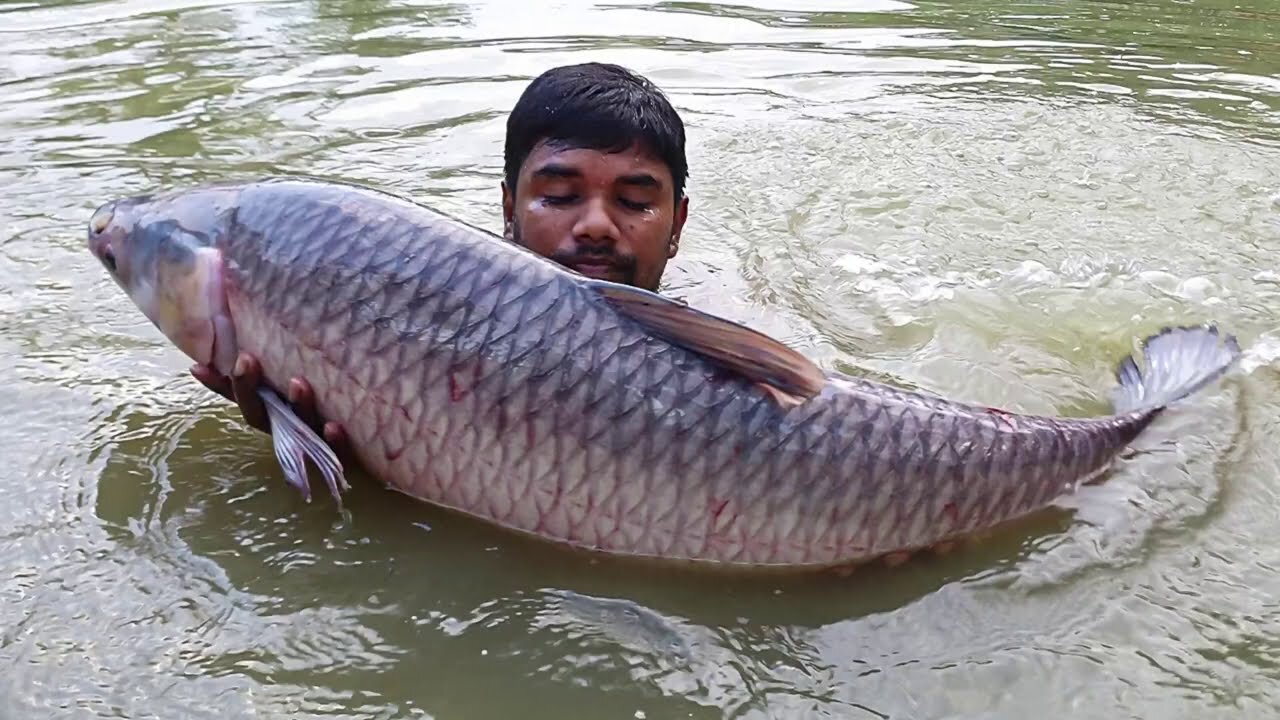 Amazing Fishing Video | Traditional Carp Fish Catching In Mud Water Pond | Fishing By Hand