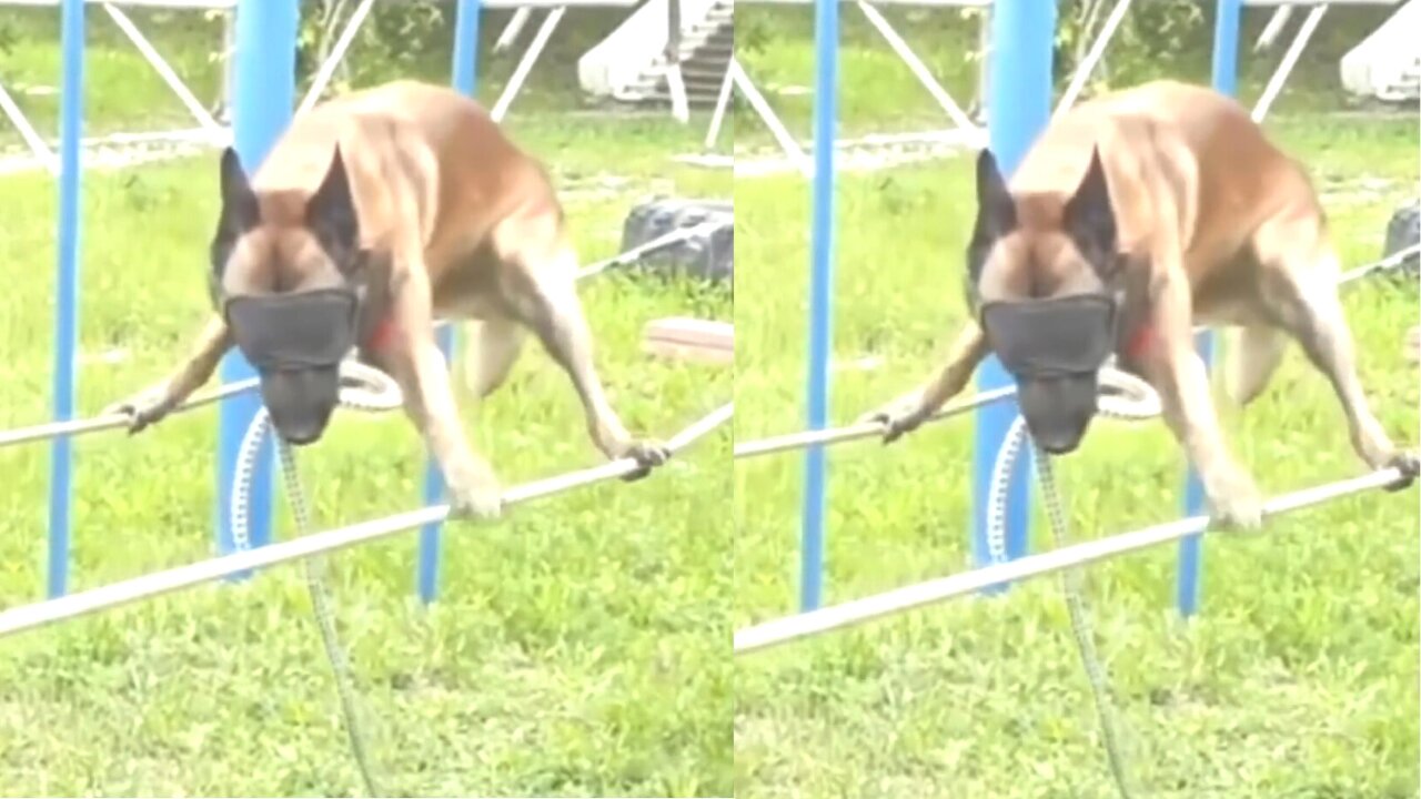 SUPERPOWER DOG EXTREME MALINOIS Dogs JUMPING Belgian Shepherd