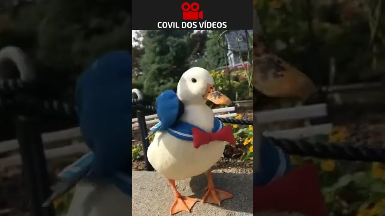 o pato donald existe mesmo 😮😮😮