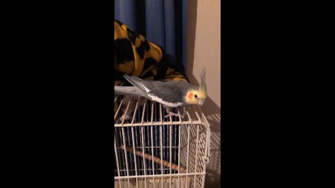 Shakes time out of cage