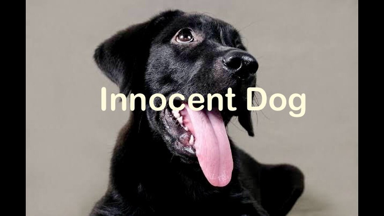 The Innocent Dog Who Stole Our Hearts ❤️ - A Must-Watch!