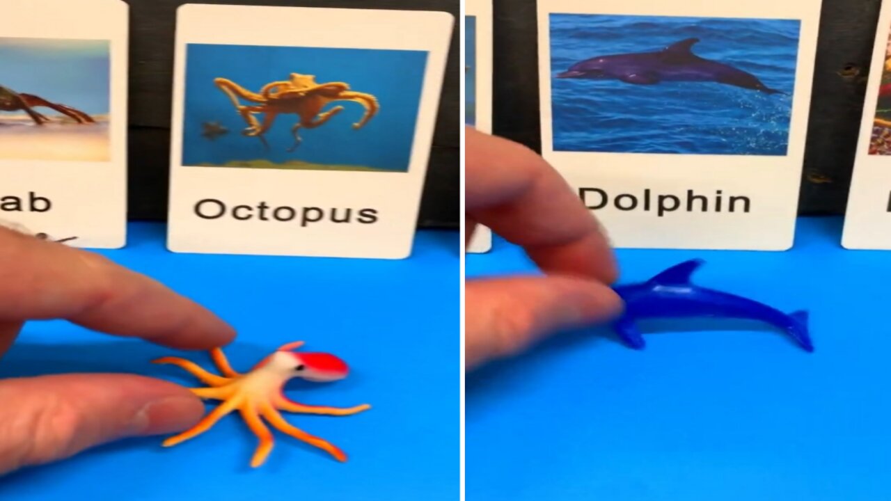 MARINE ANIMALS FOR KIDS FLASHCARDS