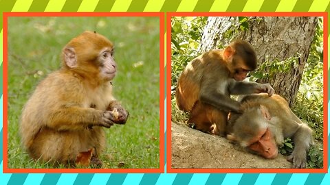 Viral Monkey || Viral || Monkey || Nature