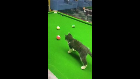 Cat playing with man snooker table