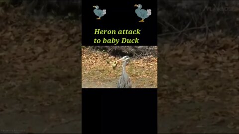 Heron attack to baby Duck 🦆2022#shorts #youtubeshorts #shortvideo