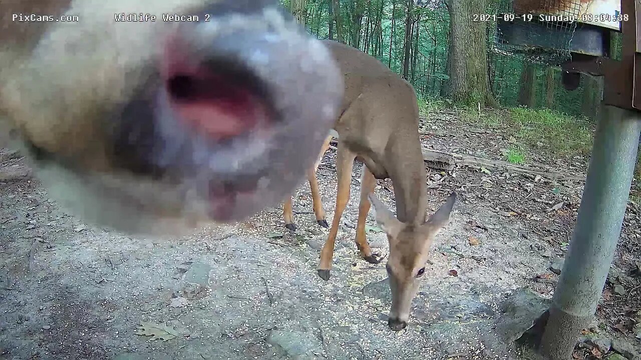 Even the bucks dont mess with Bella when it comes to breakfast