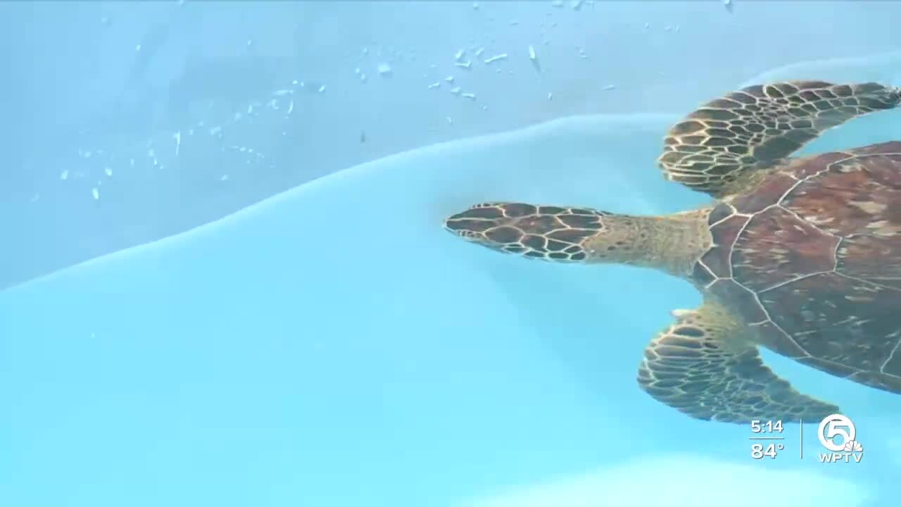 Loggerhead Marinelife Center's tanks are once again filling up