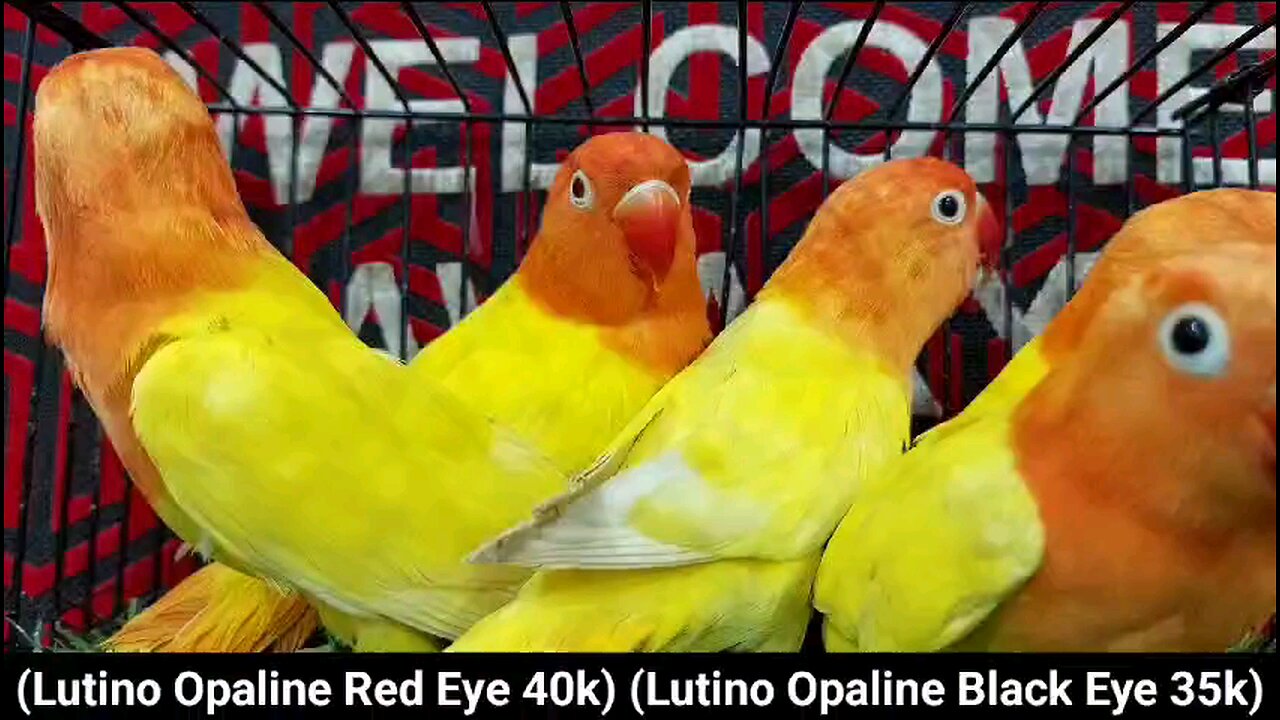Lotino Opaline Beautiful Birds