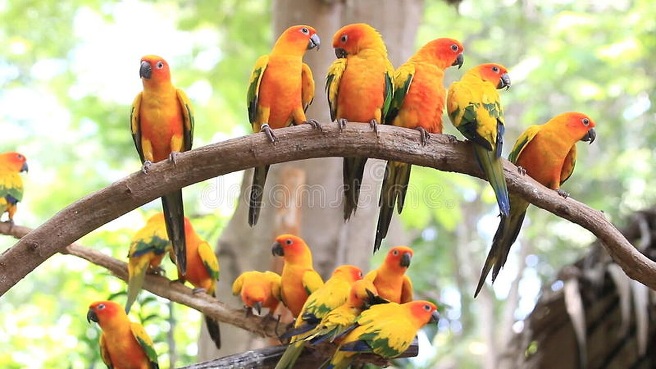 World of Birds