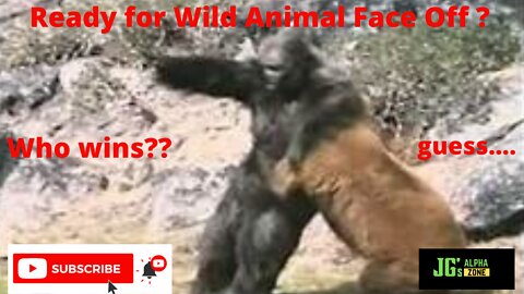 wild animals face off.