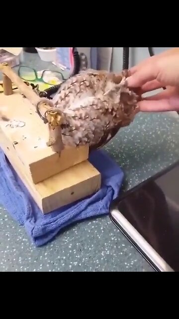 OWL MASSAGE