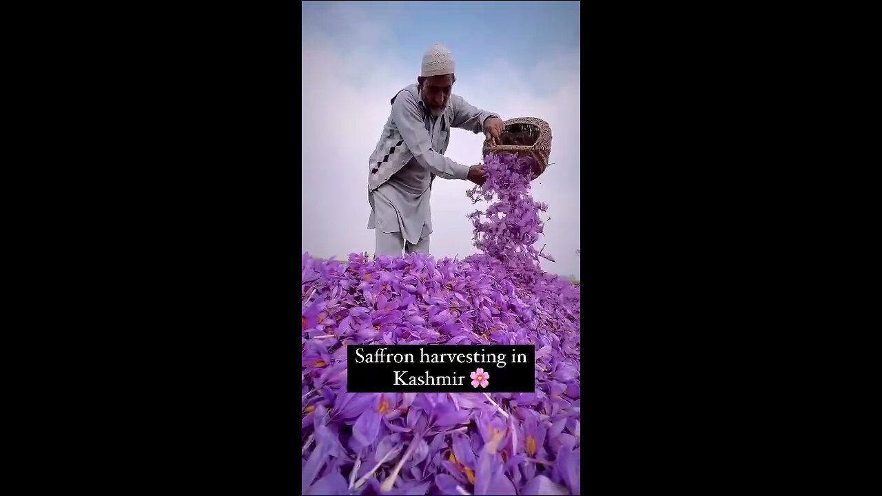 SAFFRON VALLEY KASHMIR || FIRST VIDEO ON RUMBLE|| LIKE SHARE AND SUBSCRIBE