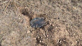 Coyote trapping (dirt hole set)