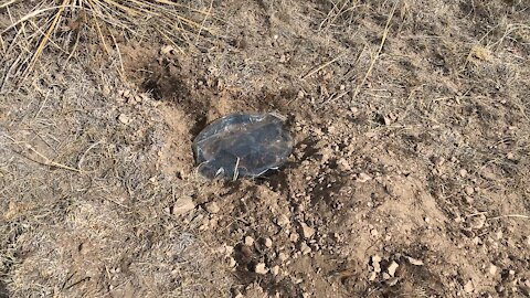 Coyote trapping (dirt hole set)