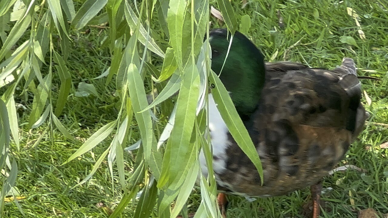 Rare duck with white breast