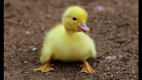 #CuteBabyAnimals #Funny #daily #Shorts #amushorts #rumble C169