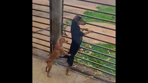 “Cover me” 😂 #shorts #dog #tiktok