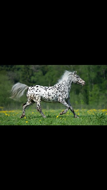 Horses video,new colors horses , black and white, brown and white look beautiful