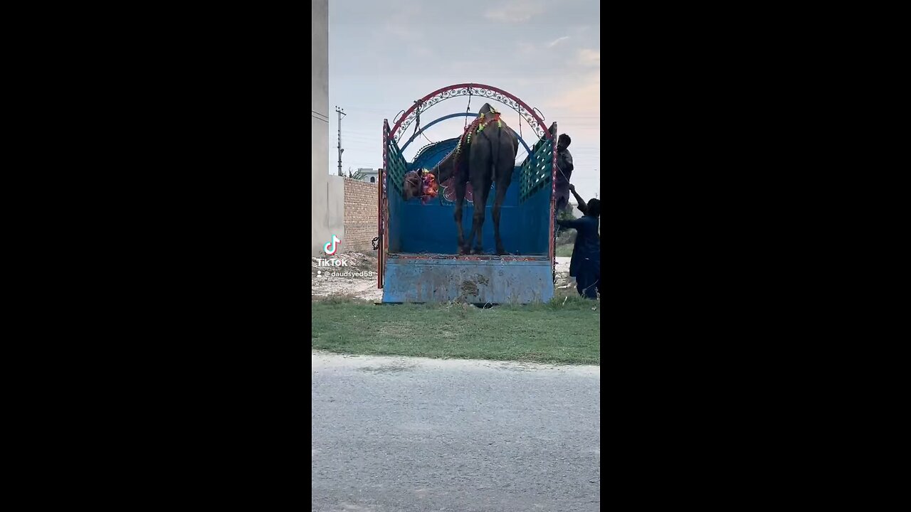 Camel Qurbani