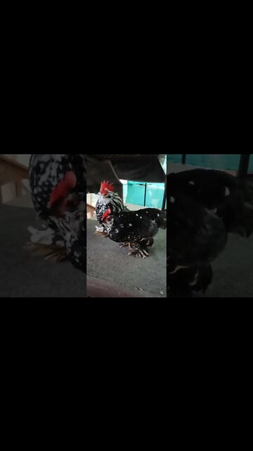 Pair of Black mottled Belgian D'uccle on their way to bed