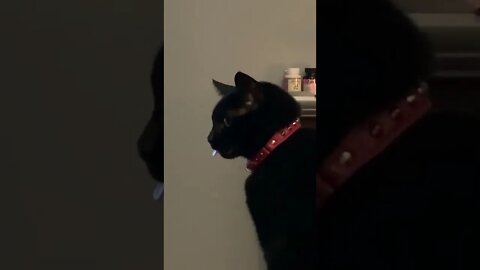 Anyone else’s cat do this?