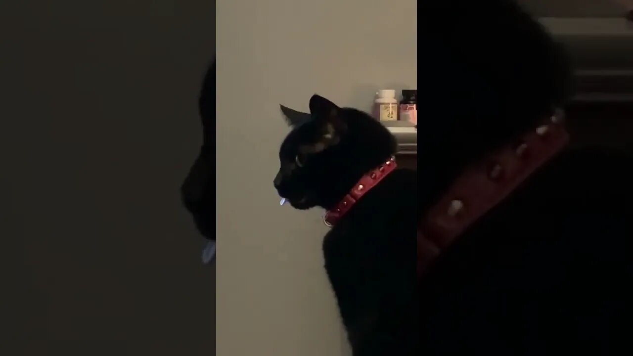 Anyone else’s cat do this?