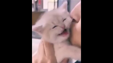 Funny and love video (cats)