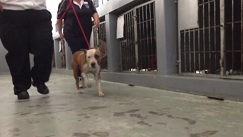 SOUTH AFRICA - Cape Town - SPCA rescues dog from a fighting ring. (Video) (fDP)