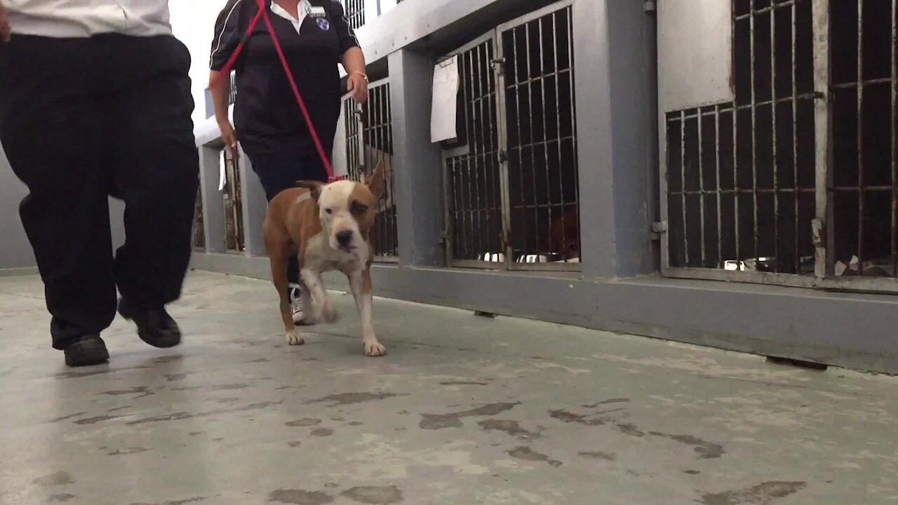 SOUTH AFRICA - Cape Town - SPCA rescues dog from a fighting ring. (Video) (fDP)