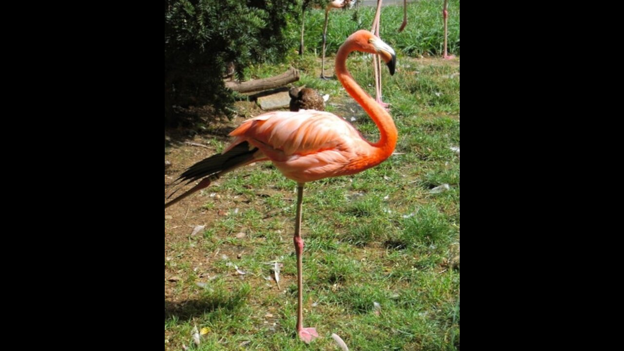 Flamingos sleeping and taking rest on one leg