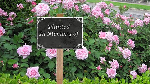 Choose a Memorial Rose