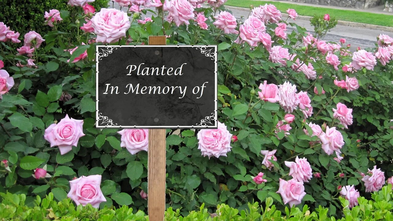 Choose a Memorial Rose