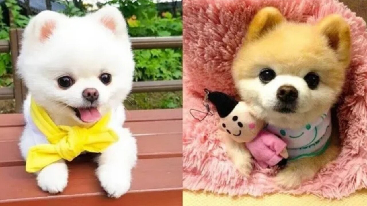 Baby Dogs - Cute and Funny Dog Videos Compilation