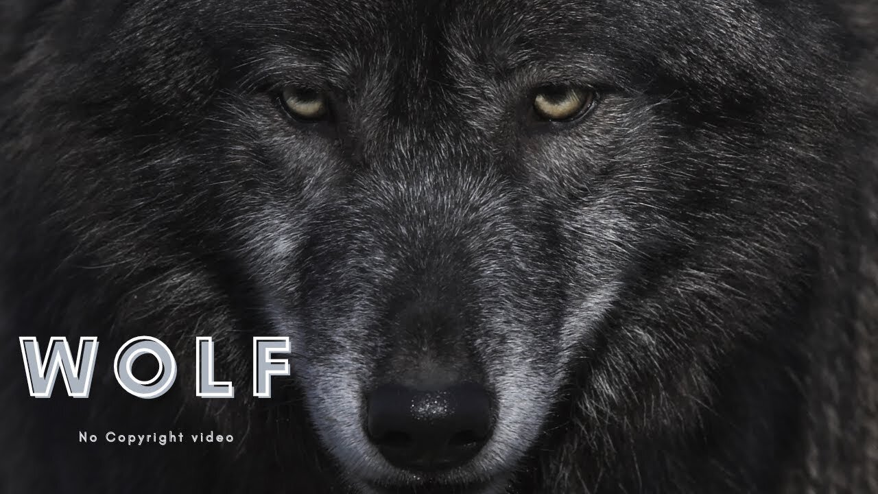 Wolf | Animals | Carnivore | Wild | Hunt | No Copyright Video | Stock footage