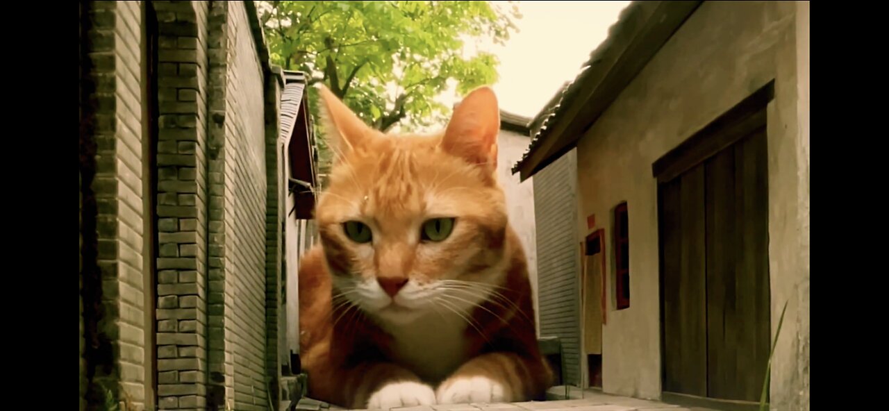 An orange cat bigger than a house