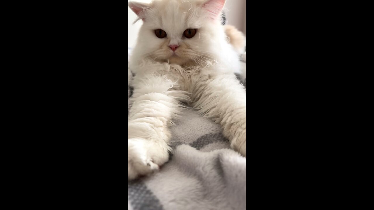 Adorable Cat Puurfectly Relaxed