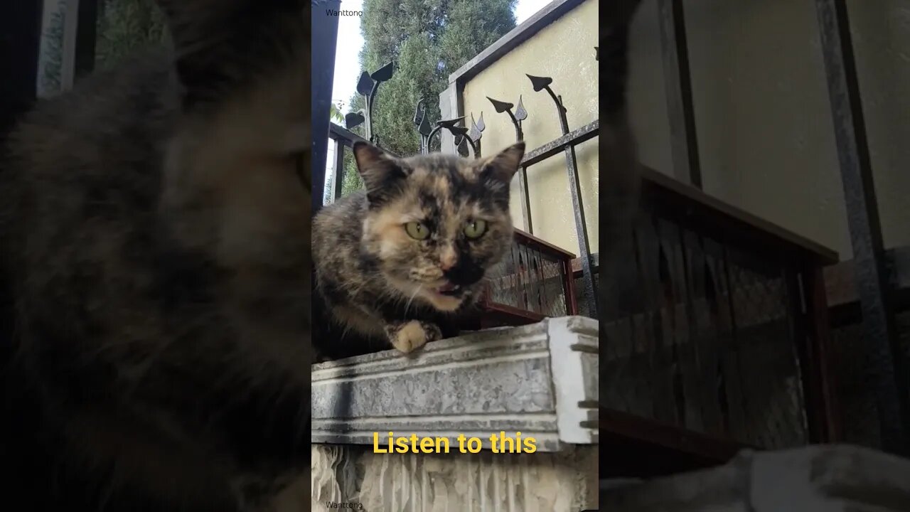 Hear the pregnant Mother Cat #cat #pregnantcat #petslovers lover