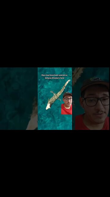 Crocodillians are not dinosaurs!