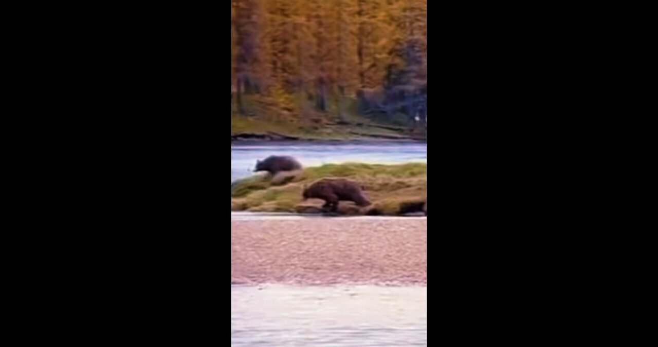 Man fights Bear for fish