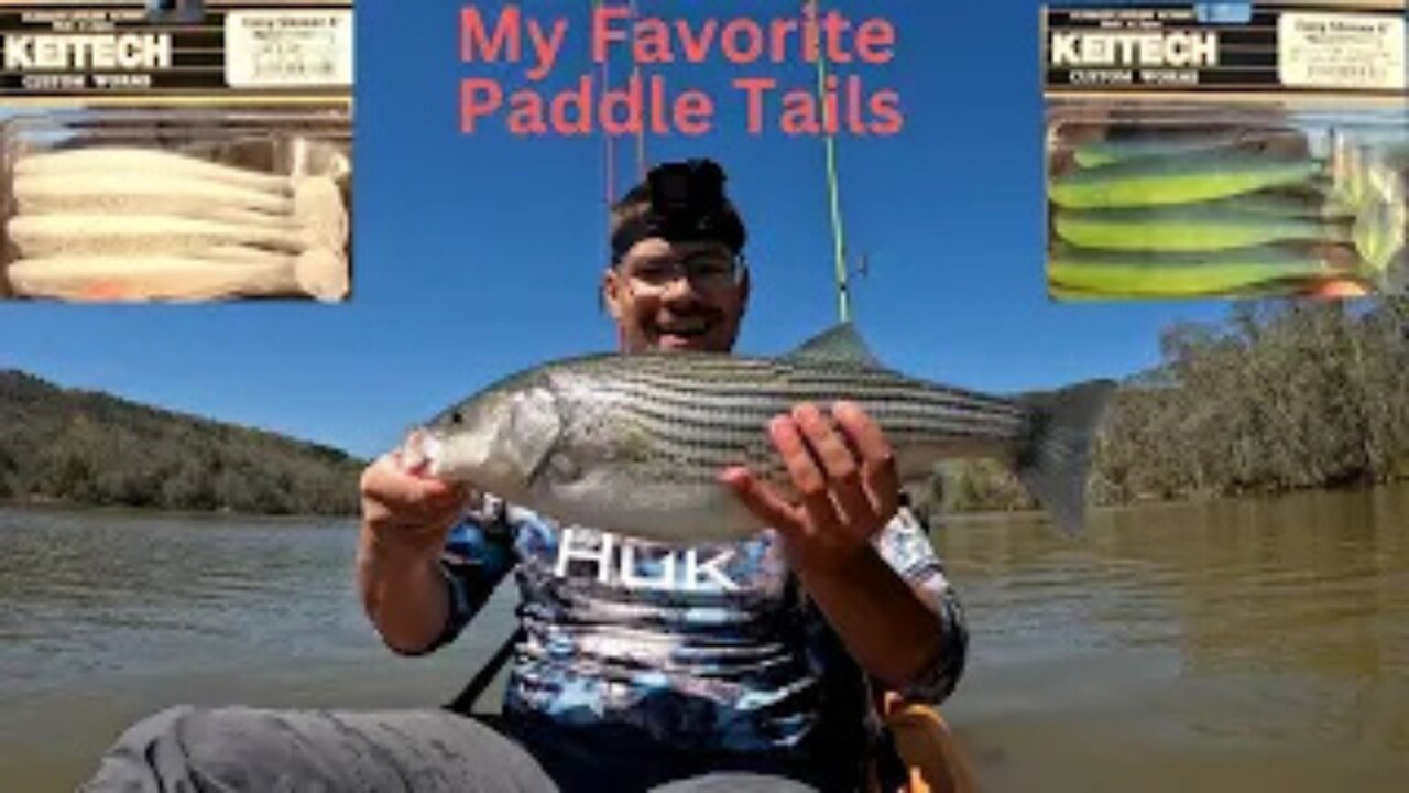 My Biggest Freshwater Striper And White Bass. Catch And Cook. !!!