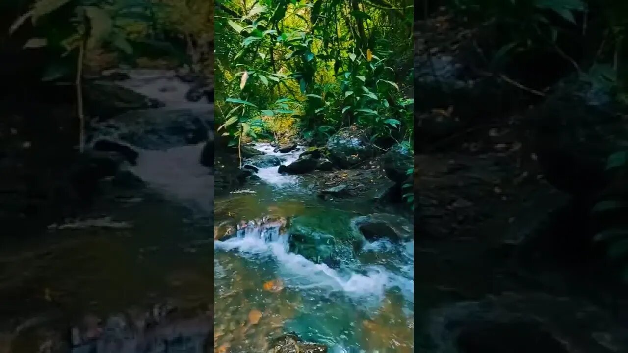 nature#forest#rivers#shorts