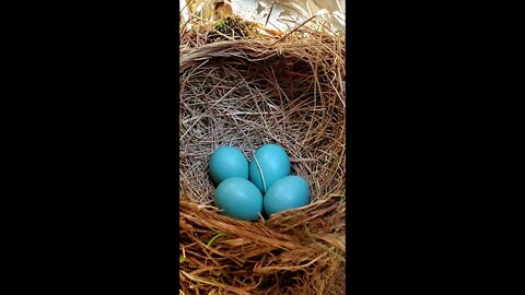 when flower and birds (four mountain robins 知更鸟） are born at our house