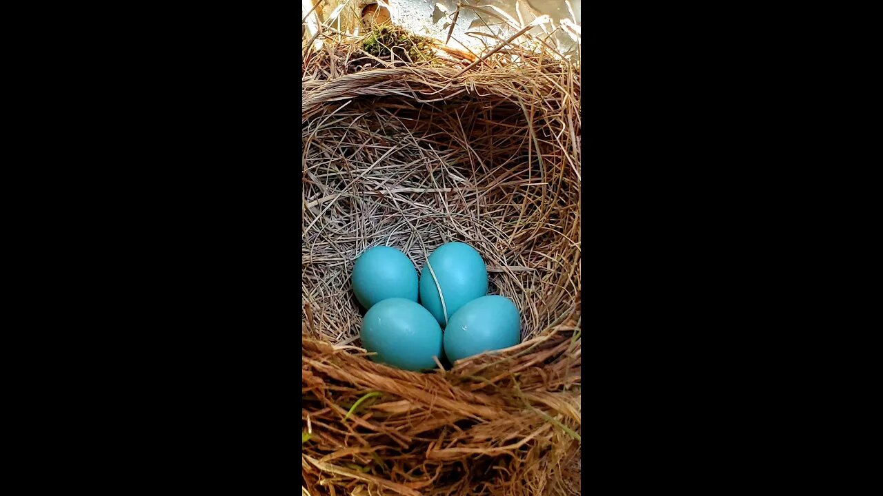 when flower and birds (four mountain robins 知更鸟） are born at our house