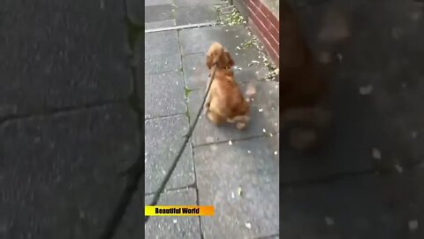 A female dog walking❤🐕 #shorts #dog