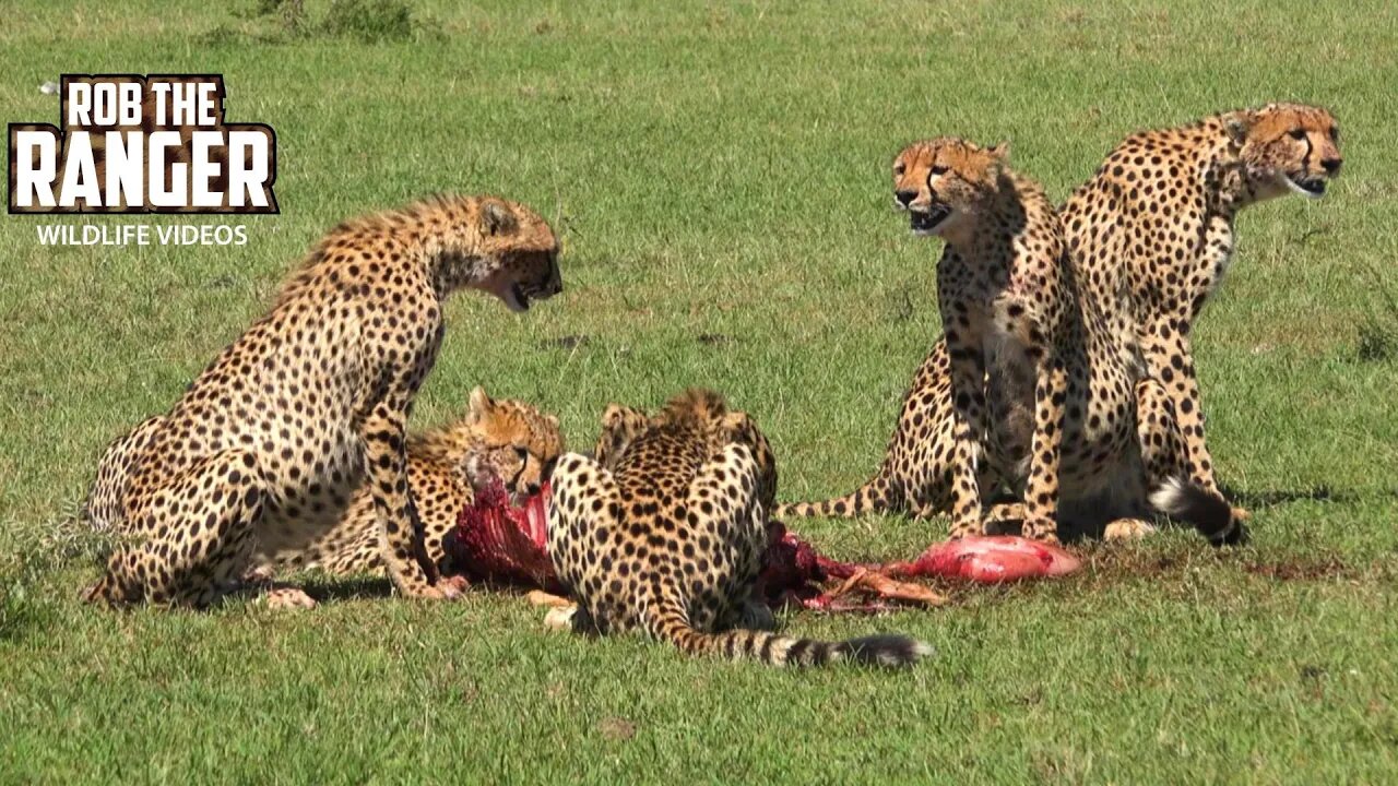 Five Cheetah Leave Impala To Lone Lioness | Maasai Mara Safari | Zebra Plains