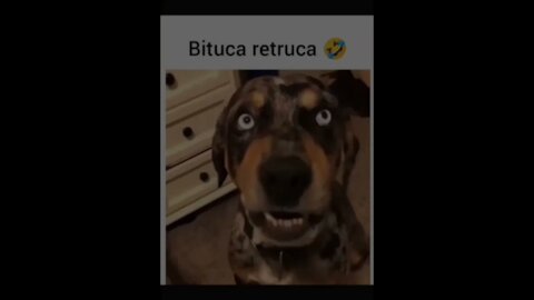 Bituca Teimosa 😂😂😂