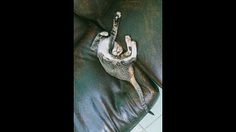Funny Animals ( Funny cats and dogs )