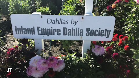 Dahlia garden.