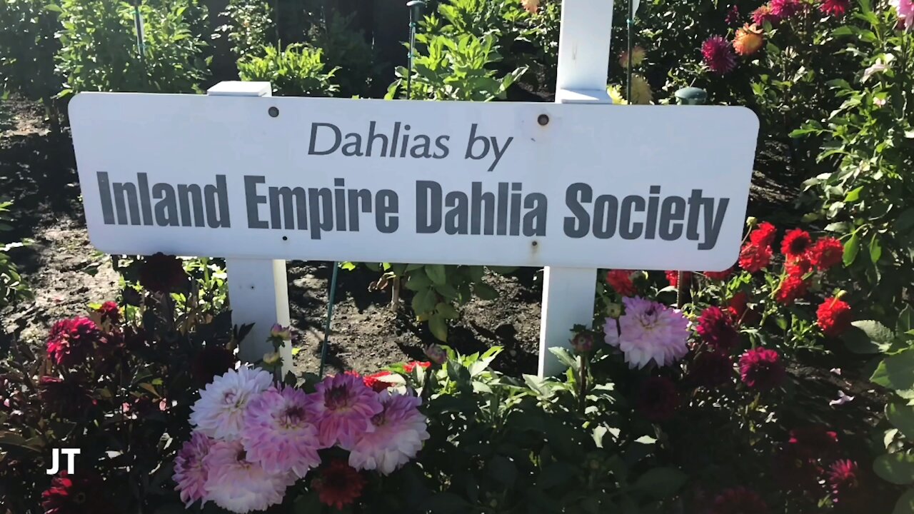 Dahlia garden.