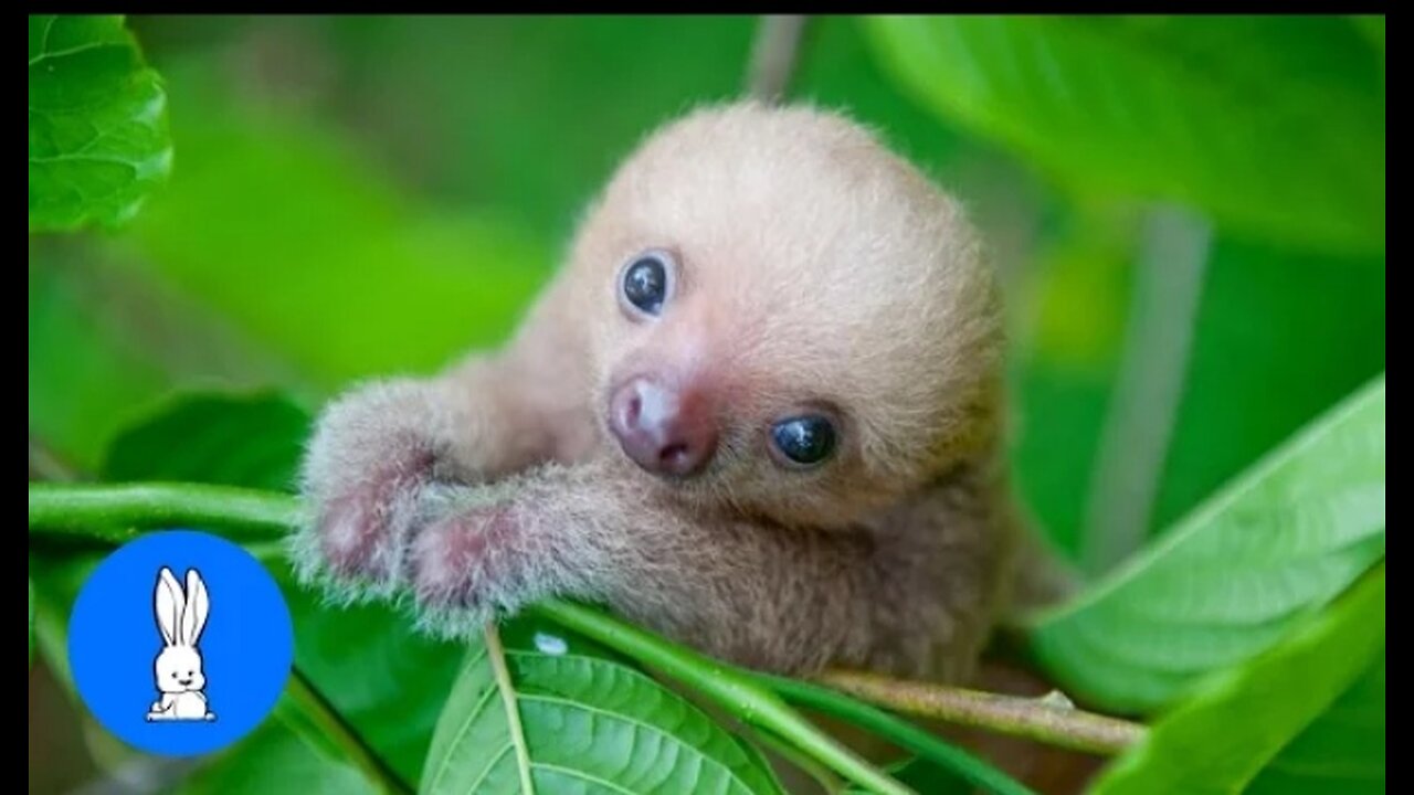 Baby Sloths Being Sloths -Funniest Compilation